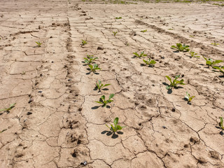 terre agricole aride en été