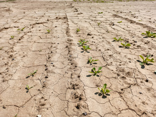 terre agricole aride en été