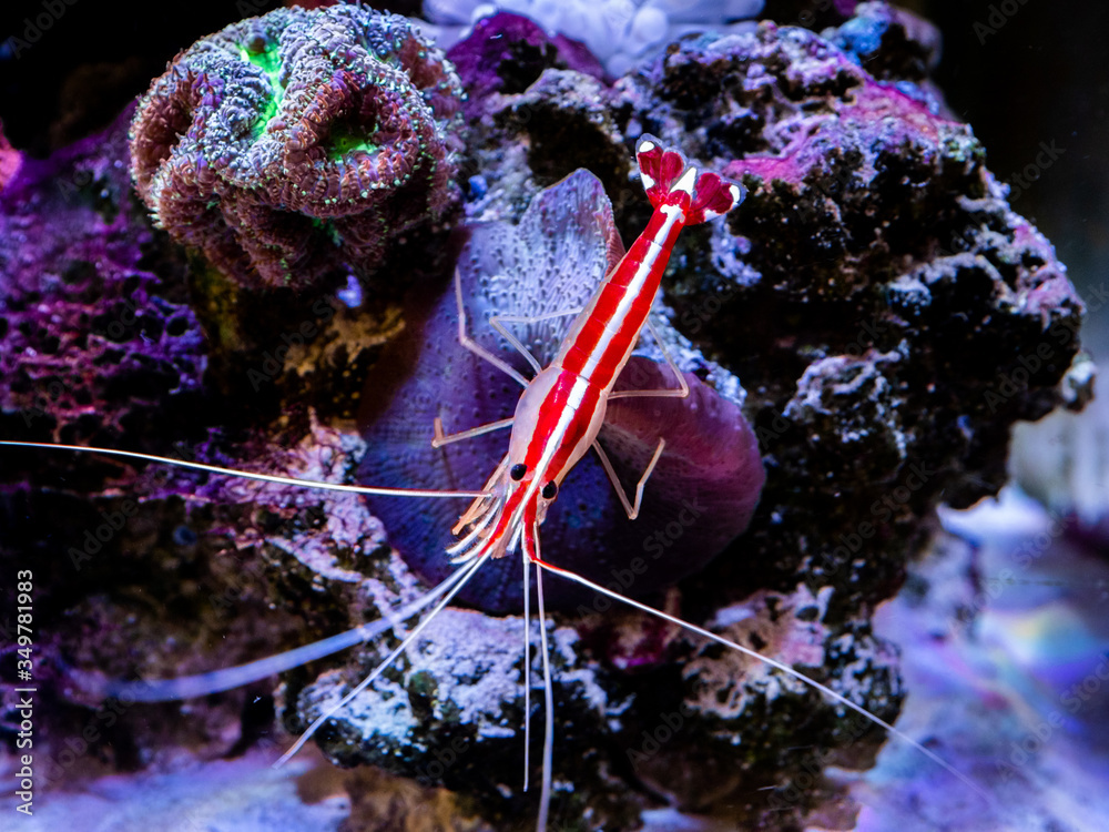 Wall mural pacific cleaner shrimp (lysmata amboinensis) on a reef tank