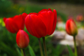 Red tulips close-up in the garden. Selective focus.