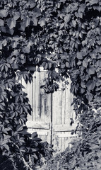 Old wooden door with vintage rusty metal lock and leaves of wild vine
