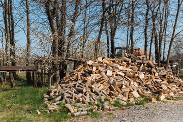 Chopped firewood from different species of trees.