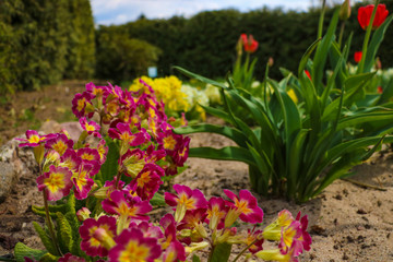 Fototapeta na wymiar Primrose or primula vulgaris flowers in flower bed at spring, selective focus.
