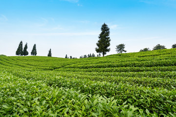 Tea plantation on the top of the mountain