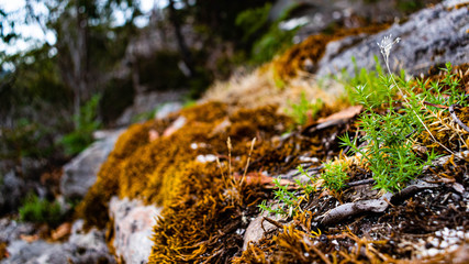 Moss on the rocks