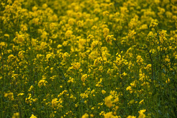Yellow field rapeseed in bloom. Selective focus.