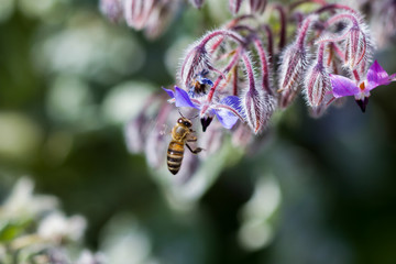 La Bourrache et l'abeille