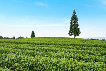 Fototapeta na wymiar Tea plantation on the top of the mountain