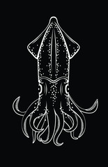 Vector illustration of a squid