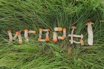 My mushroom logo ... I want to perpetuate a good catch in mushroom fishing in the most original...