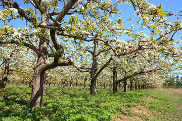 Pear trees blossom in spring