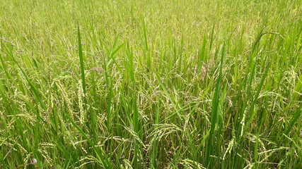 green grass background