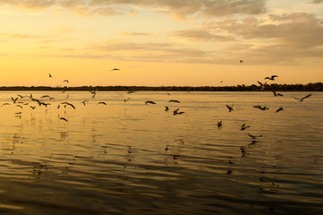 Seagulls on a background of orange sky above the water.