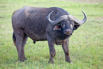 African buffalo bull in the savanna of the Masai Mara, Kenya