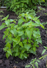 Green leaves of mint lemon balm