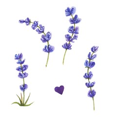 Fototapeta na wymiar Watercolor lavender set. Lavender flowers isolated on white background.