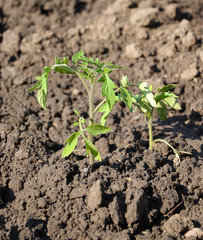 young tomato plant