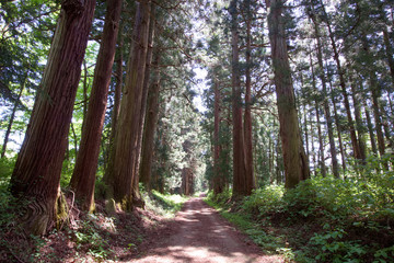 日光市　日光街道杉並木（特別保護地域）