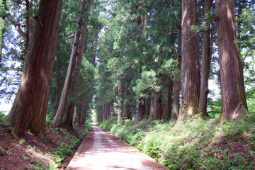 Obraz premium 日光市 日光街道杉並木（特別保護地域）