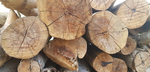 Fototapeta premium Cut tree trunks / Dry Woods - Reday for Fire
