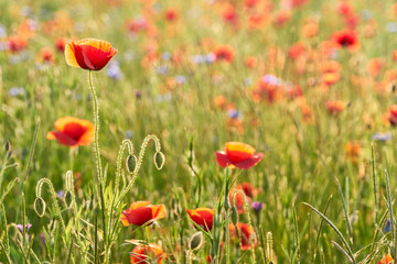 Mohnfeld in voller Blüte