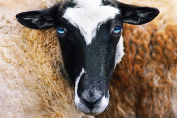 Close-up portrait of a beautiful sheep with blue eyes and fluffy fur. Agricultural industry. Cattle.