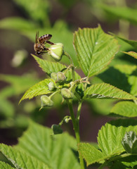 Green raspberry leaves and white raspberry flowers