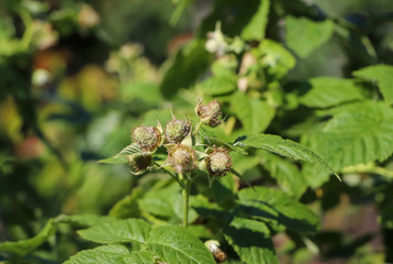 Green raspberry leaves and white raspberry flowers