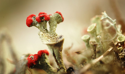 Moss in the forest, Macro.