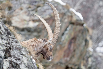 Portrait of Alpine ibex on extreme terrain (Capra ibex)