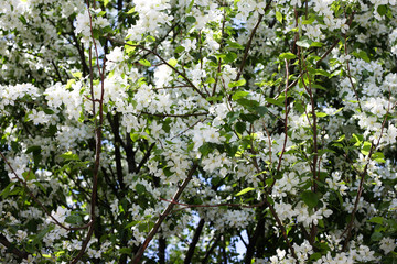 Blooming apple tree in spring. Nature in spring