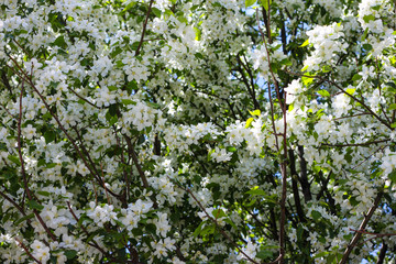Blooming apple tree in spring. Nature in spring