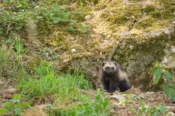 Young wolverine during spring