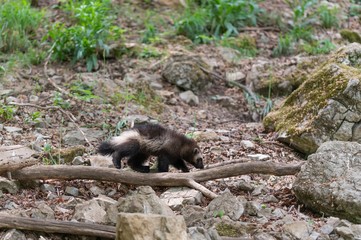Young wolverine during spring