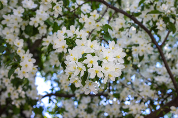 Blooming apple tree in spring. Nature in spring