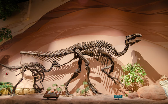 Edmontosaurus skeleton displayed at.Museum of Ancient Life