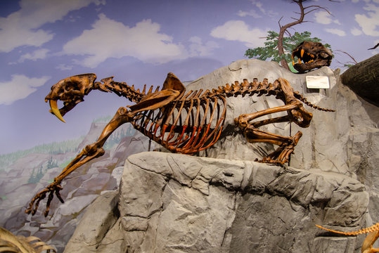 Saber-toothed cat skeleton displayed at the Museum of Ancient Life at Utah