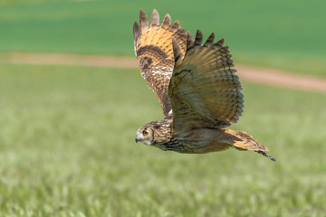 Búho bengalí (Bubo bengalensis)