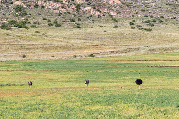 Burchells zebra and male and female ostriches with a chick
