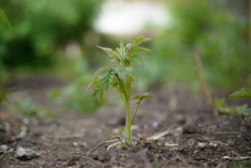 Young stem of a raspberry bush. Selective focus, copy space