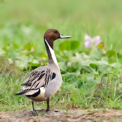 duck in the grass