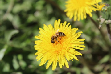 bee on a yellow dandelion