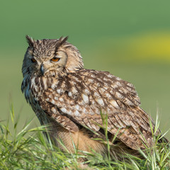 Búho bengalí (Bubo bengalensis)