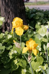 Large yellow irises on a sunny day