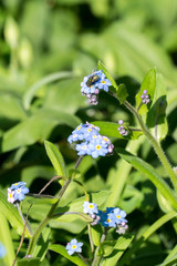 Closeup of a green fly on forget-me-not (Myosotis spec.) flowers