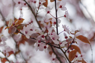 The concept of gardening, rich harvest, silence and relaxation. Blooming spring tree on a background of blue sky. Wallpaper, selective focus. Kyiv (Kiev), Ukraine, Europe.