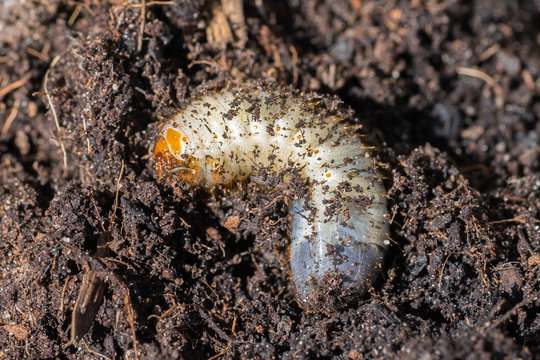 Closeup of a Grub (prob. rose chafer, Cetoniinae) in brown earth