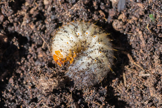 Closeup of a Grub (prob. rose chafer, Cetoniinae) in brown earth
