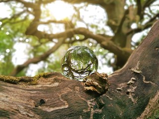 Glaskugel in Natur - Glass Ball in natural environment