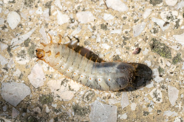 Closeup of a Grub (prob. rose chafer, Cetoniinae) moving on its back